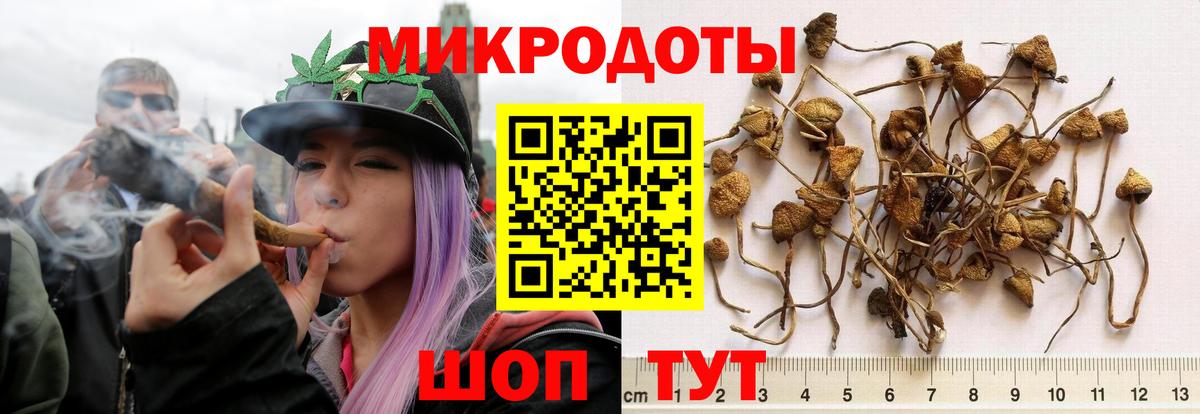 Галлюциногенные грибы Psilocybine cubensis Нягань